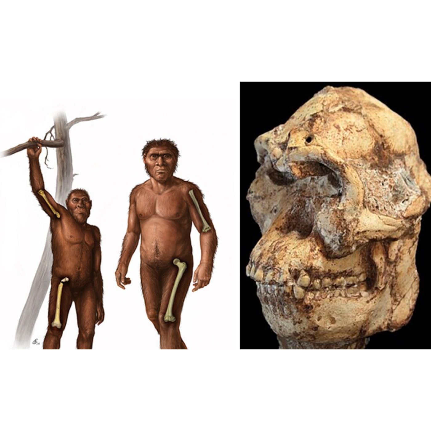 Early Homo Left Tree-Climbing Behind by 1.8 Million Years Ago | Ancient Origins