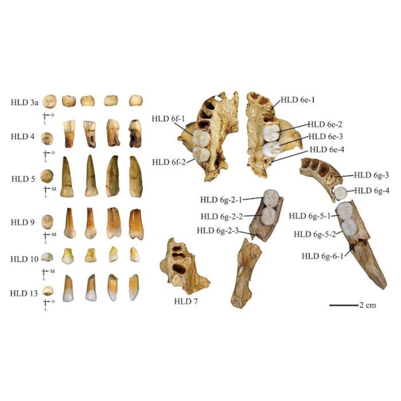 ‘Never Seen Before’ Teeth Reveal Ancient Humans Interbred With Homo Erectus | Ancient Origins