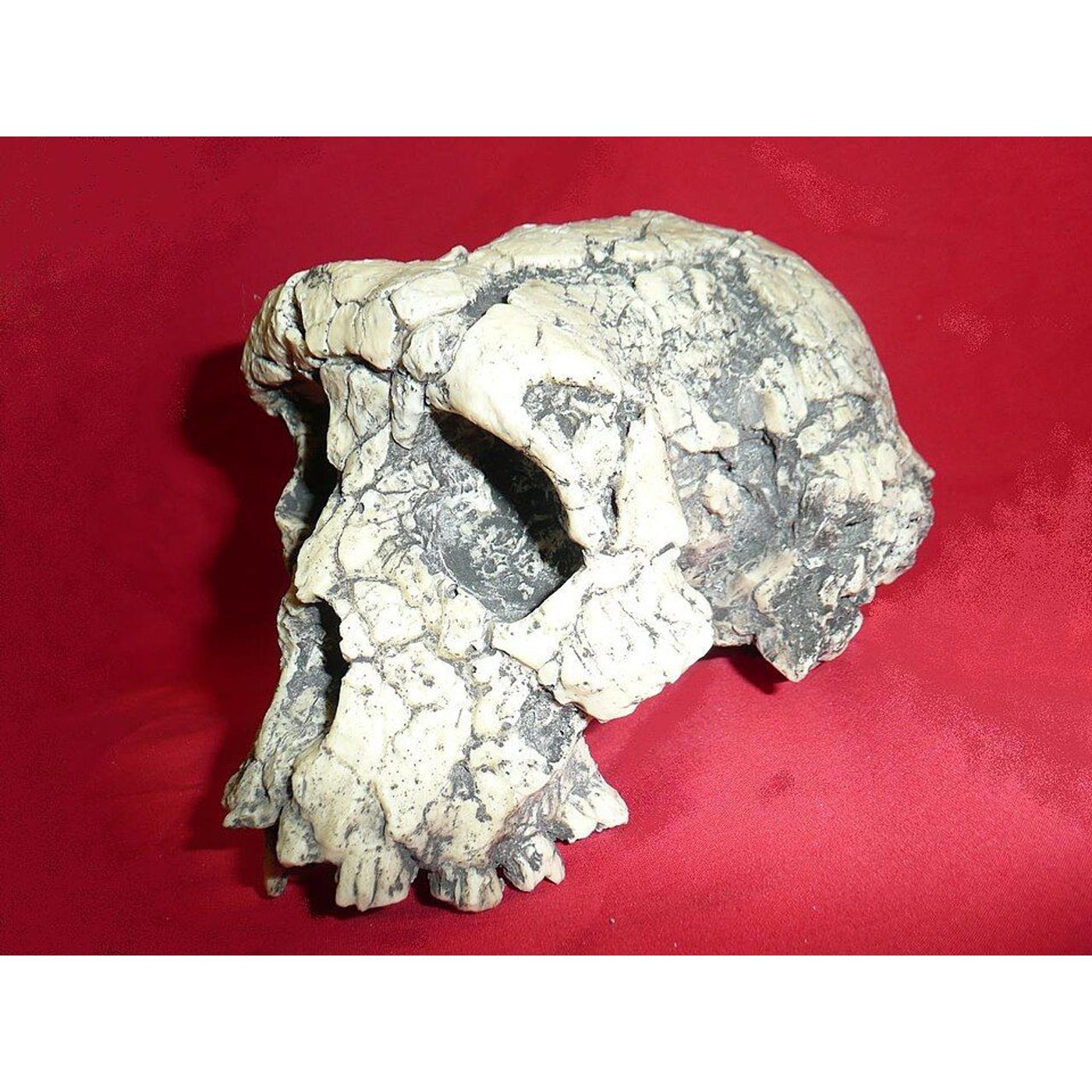 A 7-Million-Year-Old Skull Starts a Debate: Did Our Oldest Ancestor Walk Upright? episode artwork