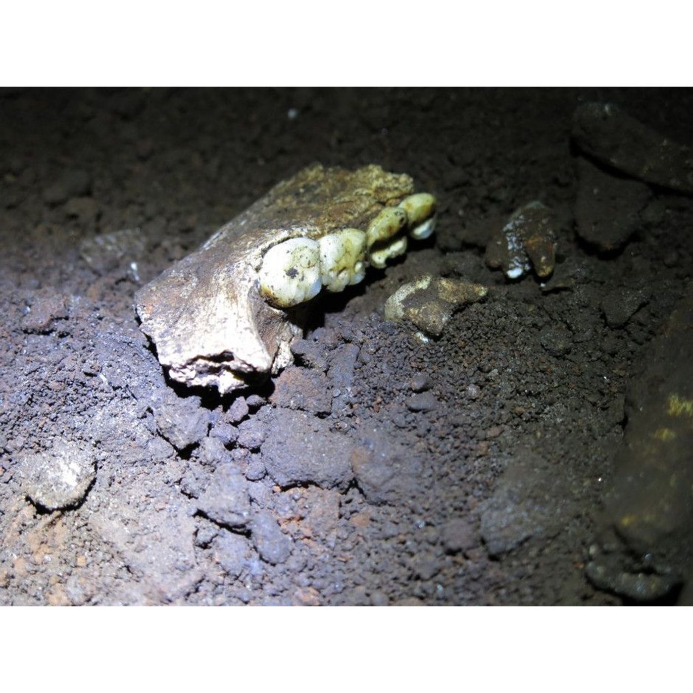 Ancient Teeth Reveal All-Female Homo naledi Cave Burials | Ancient Origins episode artwork