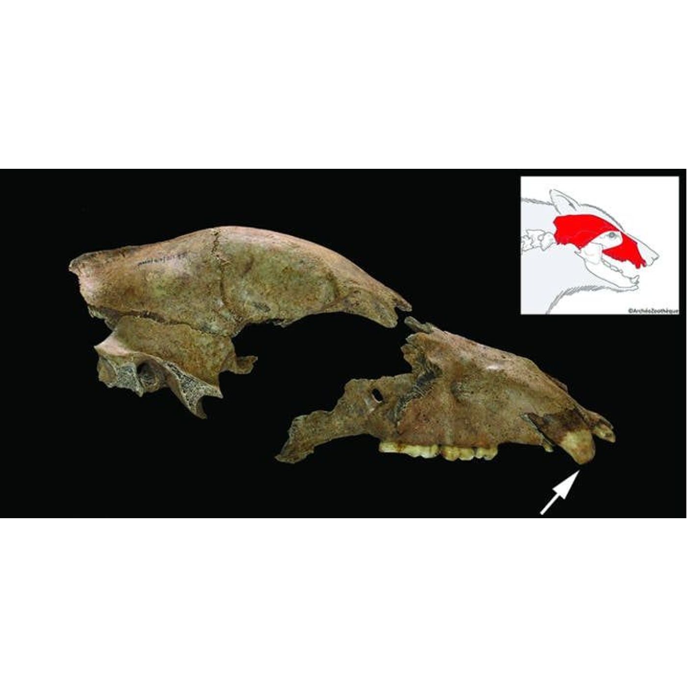 Roman Gladiators DID Fight Bears: First Fossil Evidence From Serbia | Ancient Origins