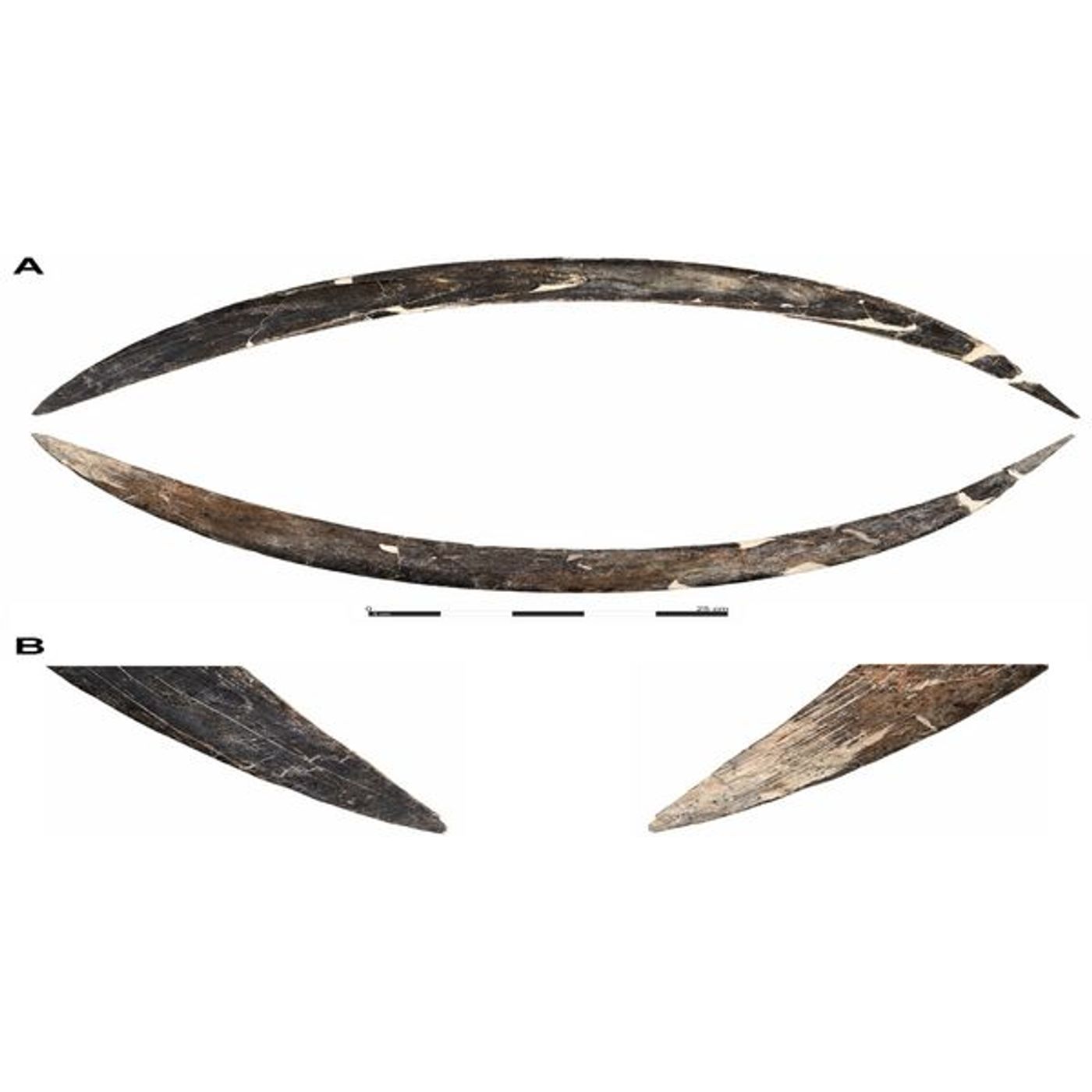 40,000-Year-Old: The World's Oldest Boomerang Was Carved From Mammoth Ivory episode artwork