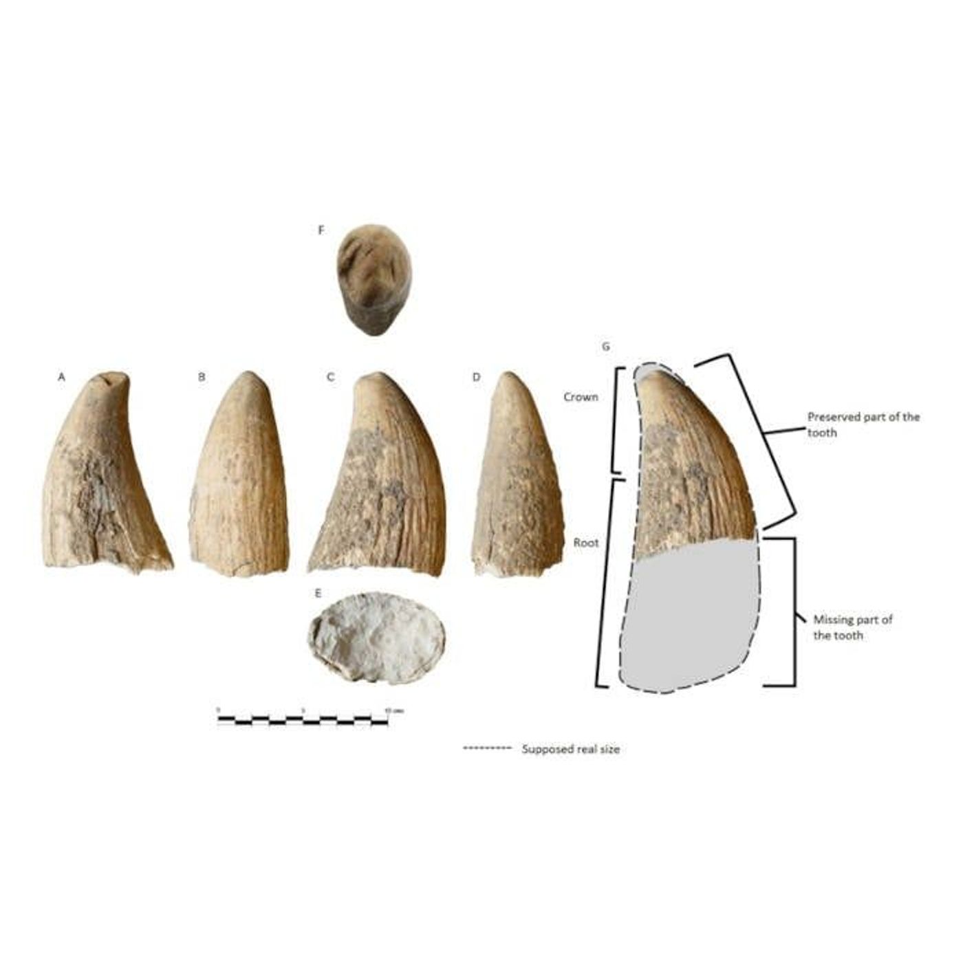 Whale Tooth at Copper Age Megasite Reveals Ancient Iberia's Connection to the Sea | Ancient Origins