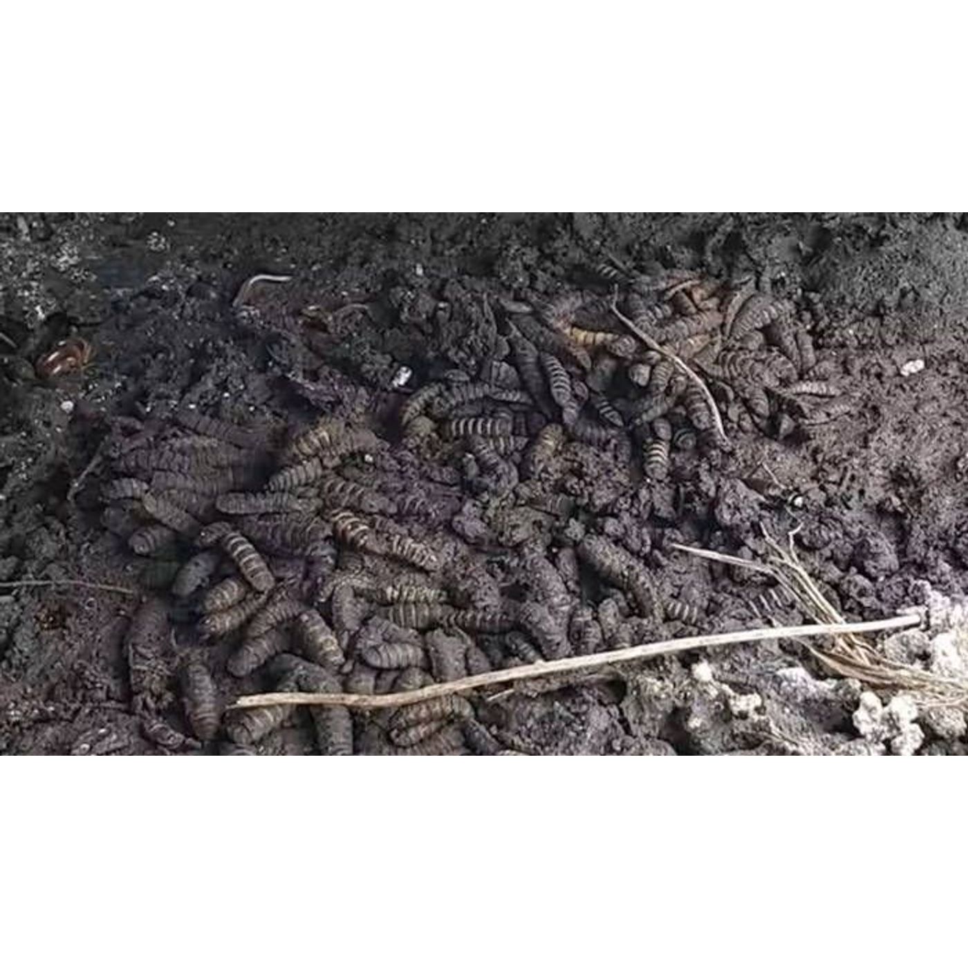 Neanderthals Likely Ate Fermented Meat With a Side of Maggots | Ancient Origins