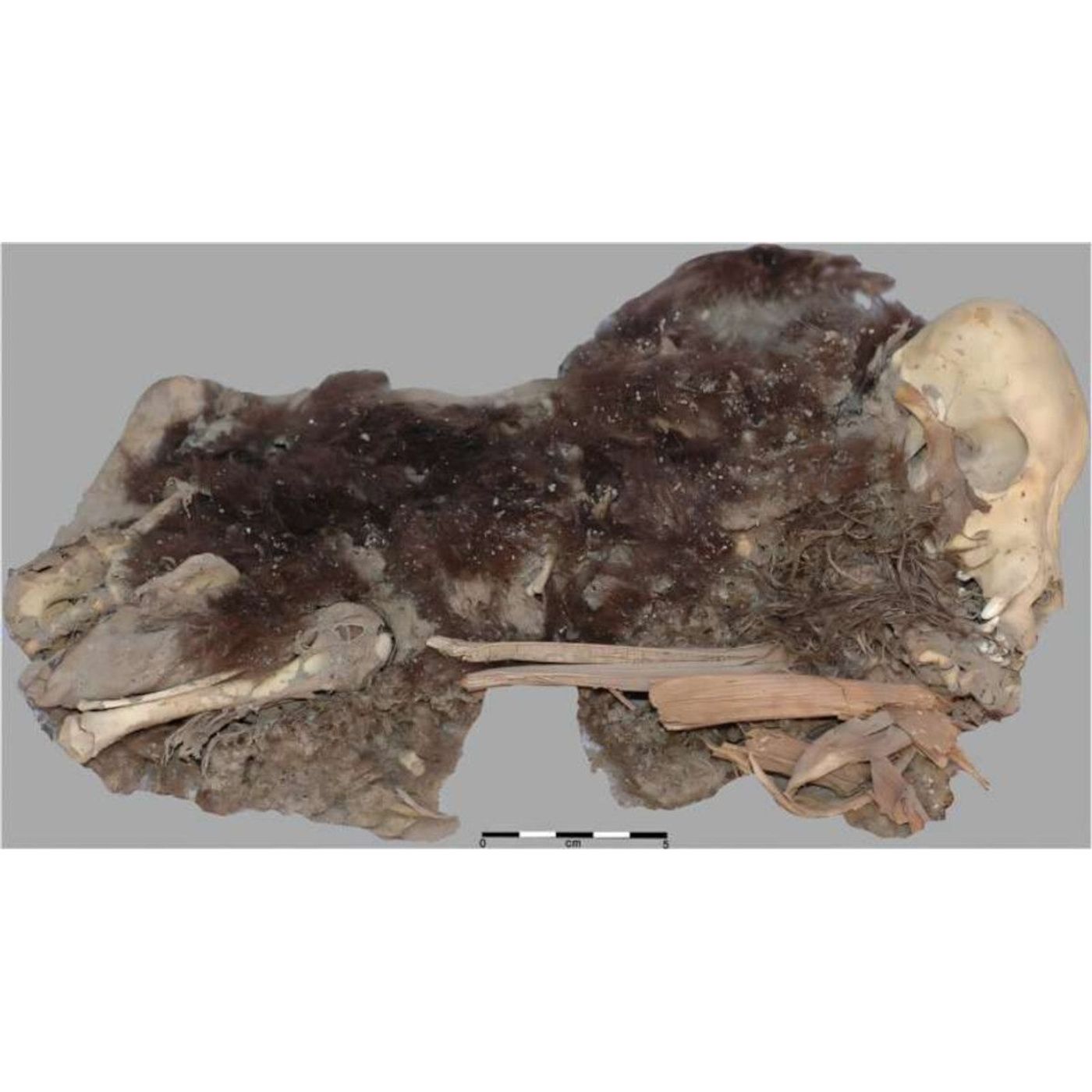 Tiwanaku Dog Mummies Reveal Early Human-Animal Bonds | Ancient Origins episode artwork