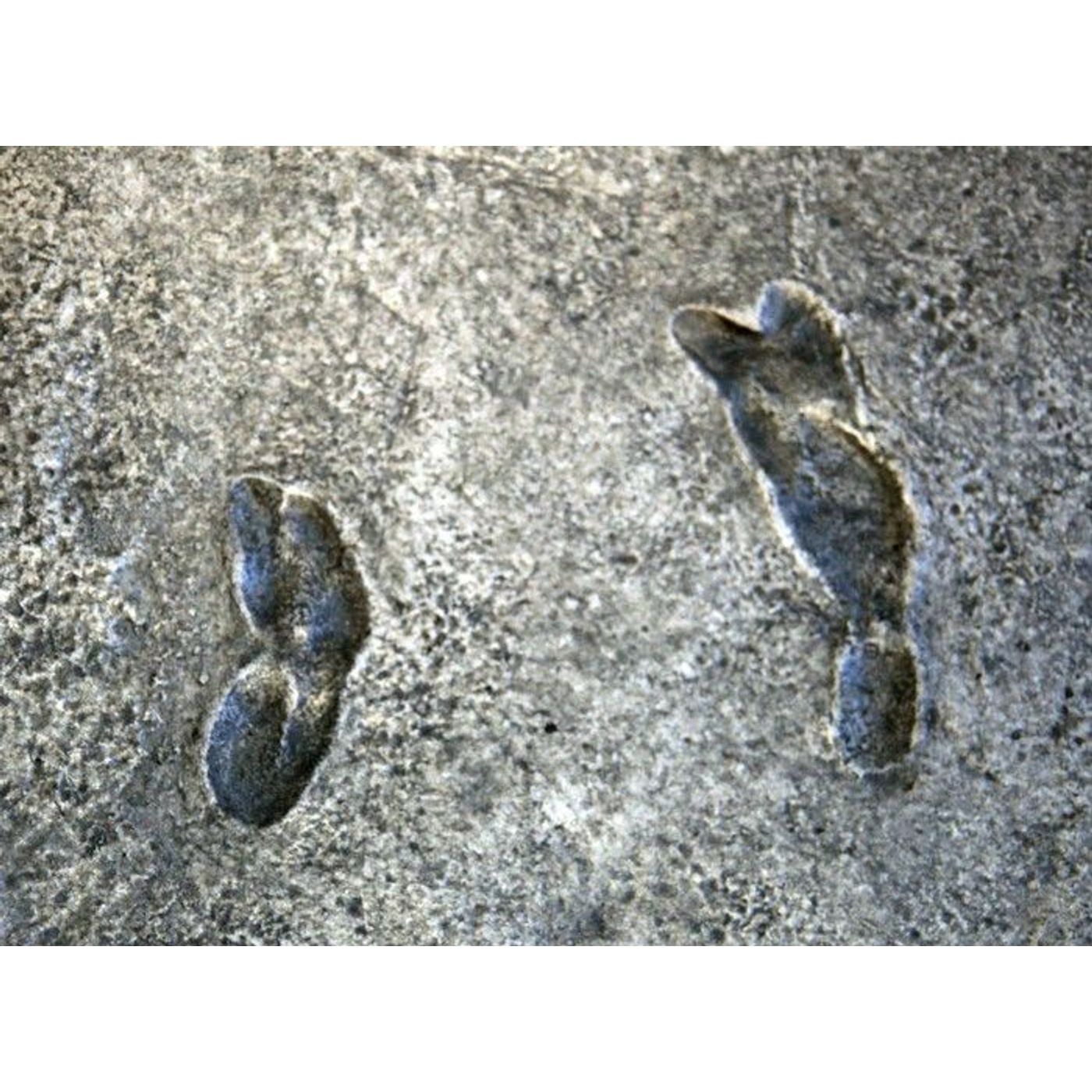 Heel-Strike Walking Gave Humans an Edge - at a Cost | Ancient Origins