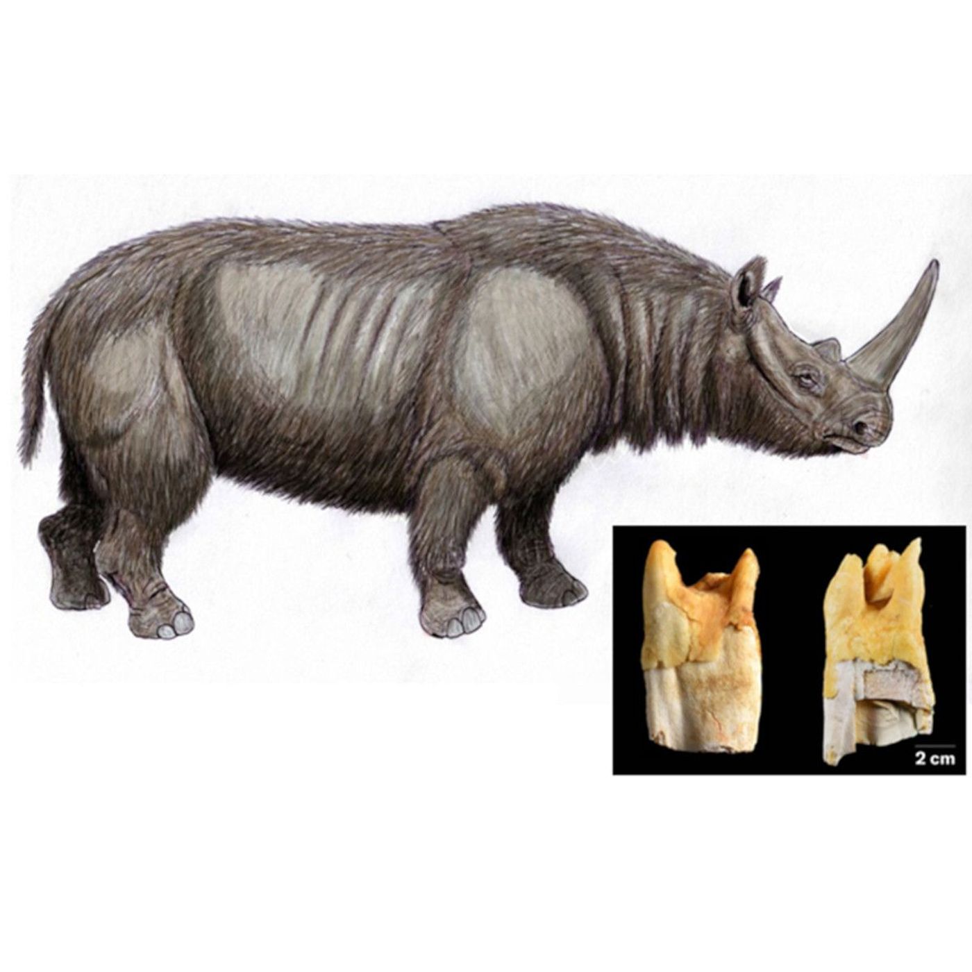 Neanderthals Used Prehistoric Rhinoceros Teeth as Heavy-Duty Tools | Ancient Origins episode artwork