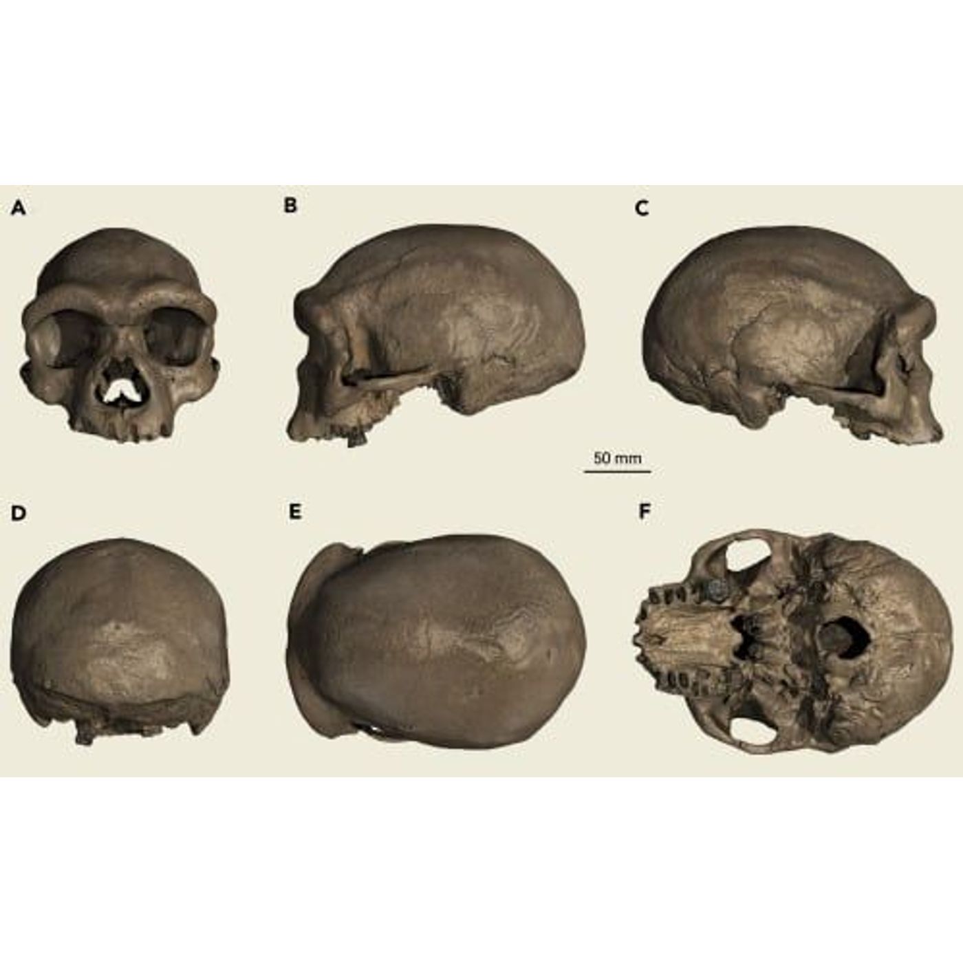 'Dragon Man' Skull Unearthed in China Confirms First Glimpse and Existence of Denisovan Individual | Ancient Origins