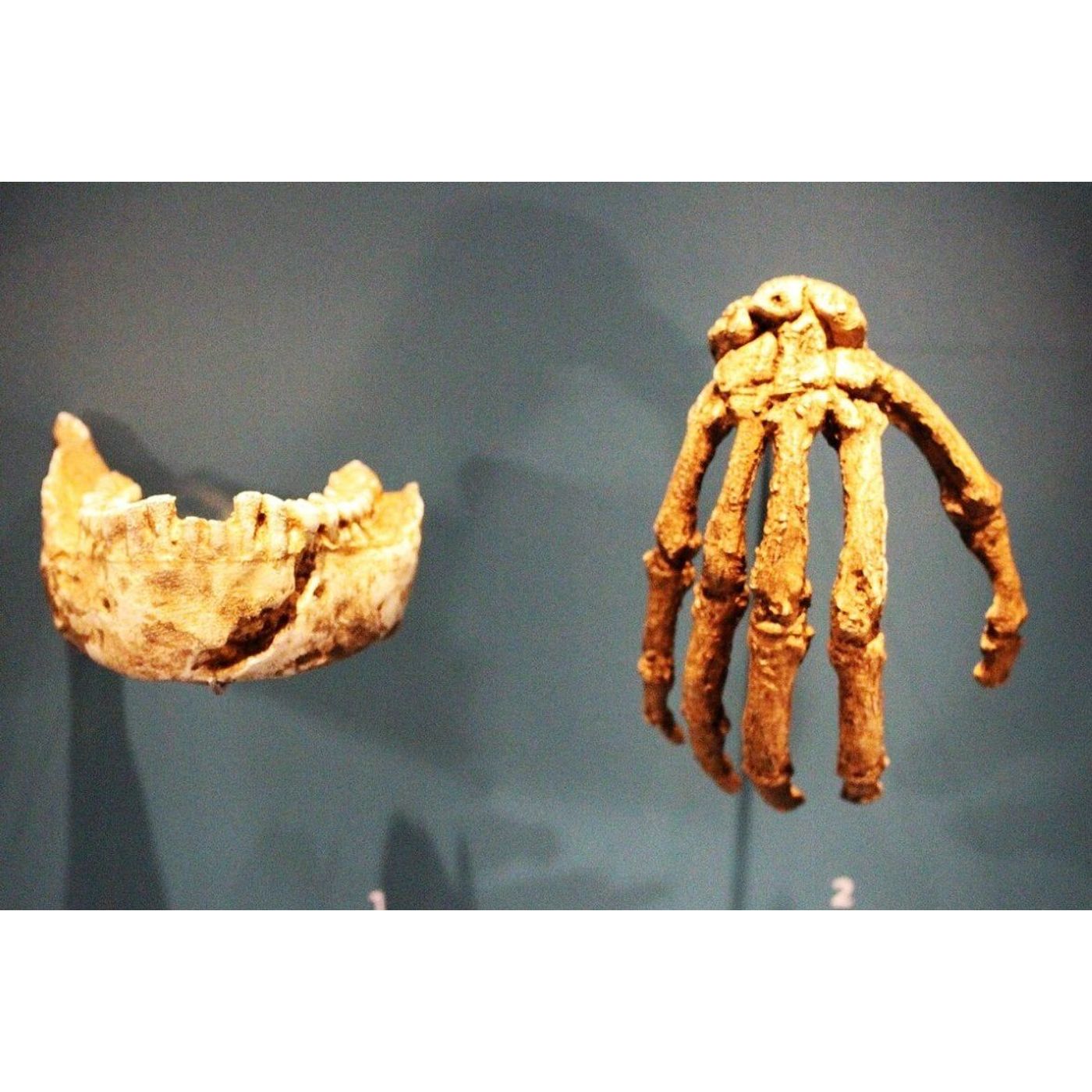 Get a Grip! What Ancient Human Fossil Fingers Tell Us About Our Ancestors | Ancient Origins