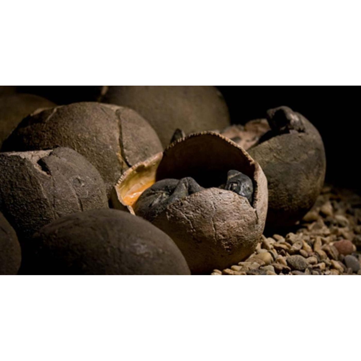Patagonian Titanosaur Eggs Reveal a Polar Nesting Secret | Ancient Origins
