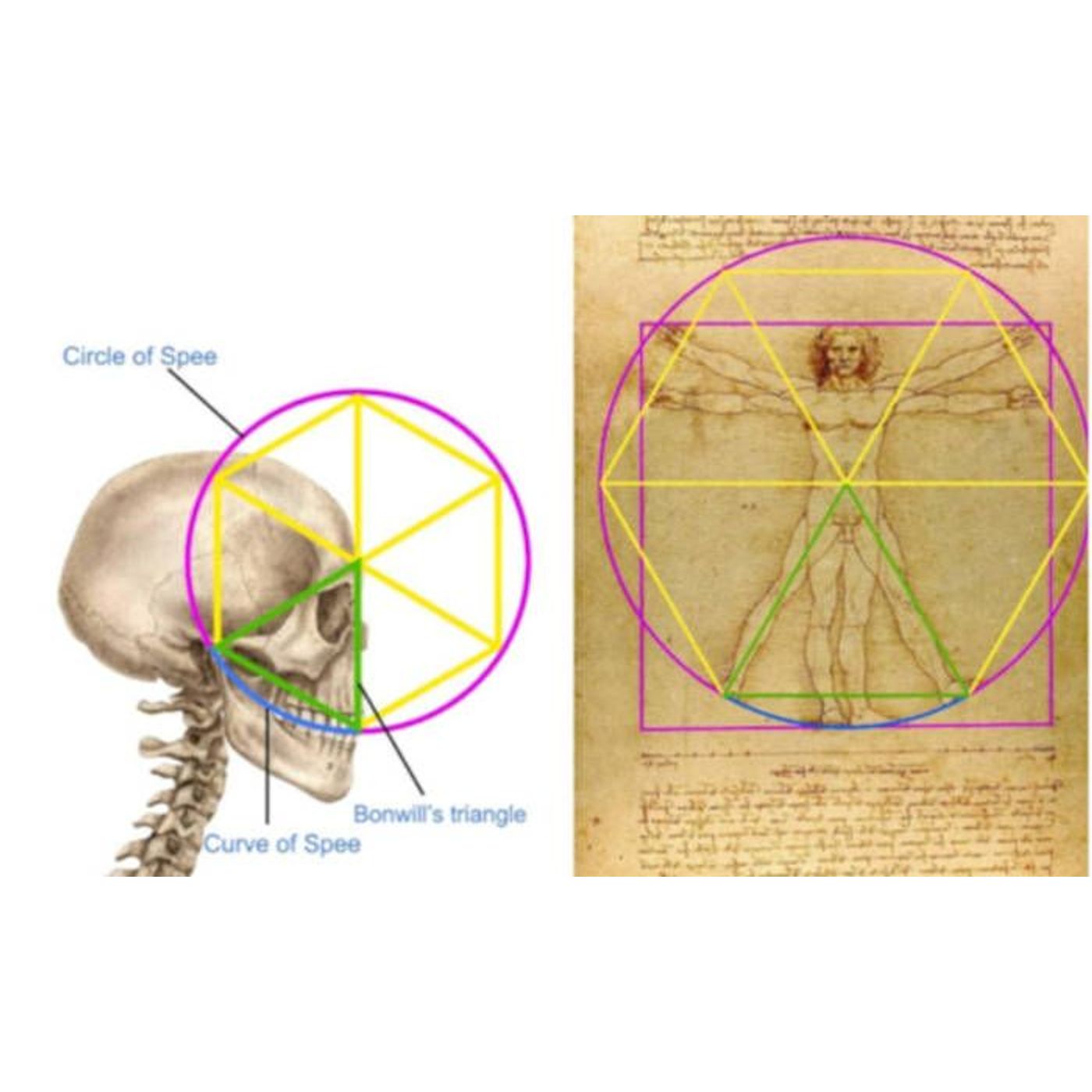 Dentist Cracks Leonardo da Vinci's 500-Year-Old Hidden Code in the Vitruvian Man | Ancient Origins
