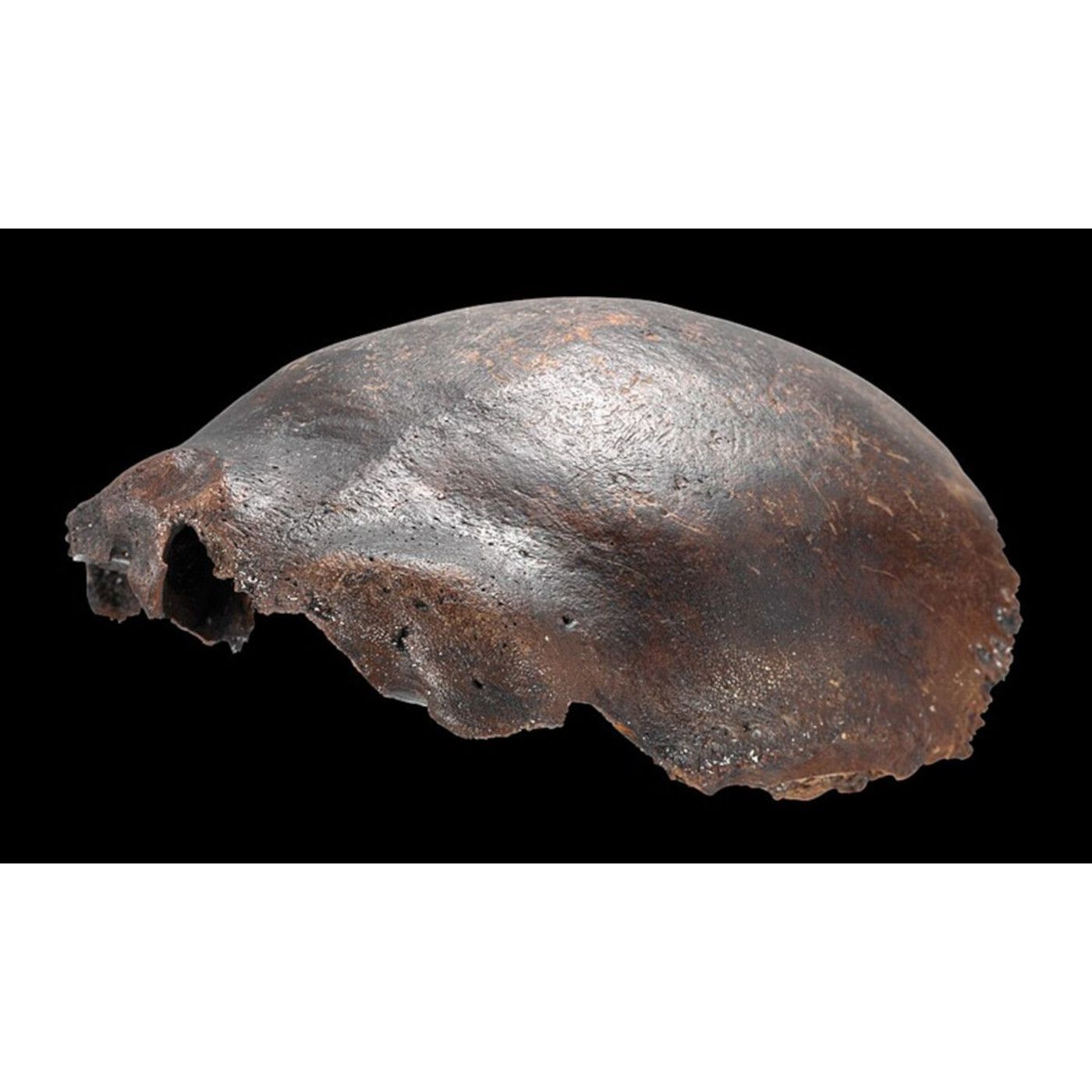 "Neanderthal-Human Hybrid" Skull Turns Out To Be Modern Human | Ancient Origins episode artwork