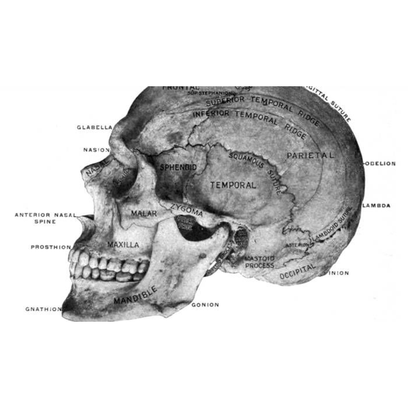 How the Racist Study of Skulls Gripped Victorian Britain’s Scientists | Ancient Origins