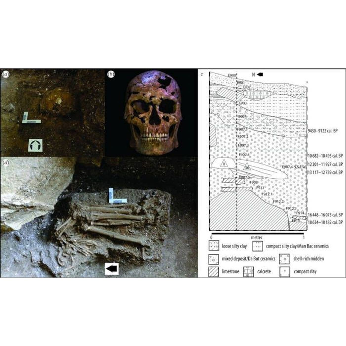 Vietnamese Cave Yields Southeast Asia's Earliest Evidence of Violence | Ancient Origins