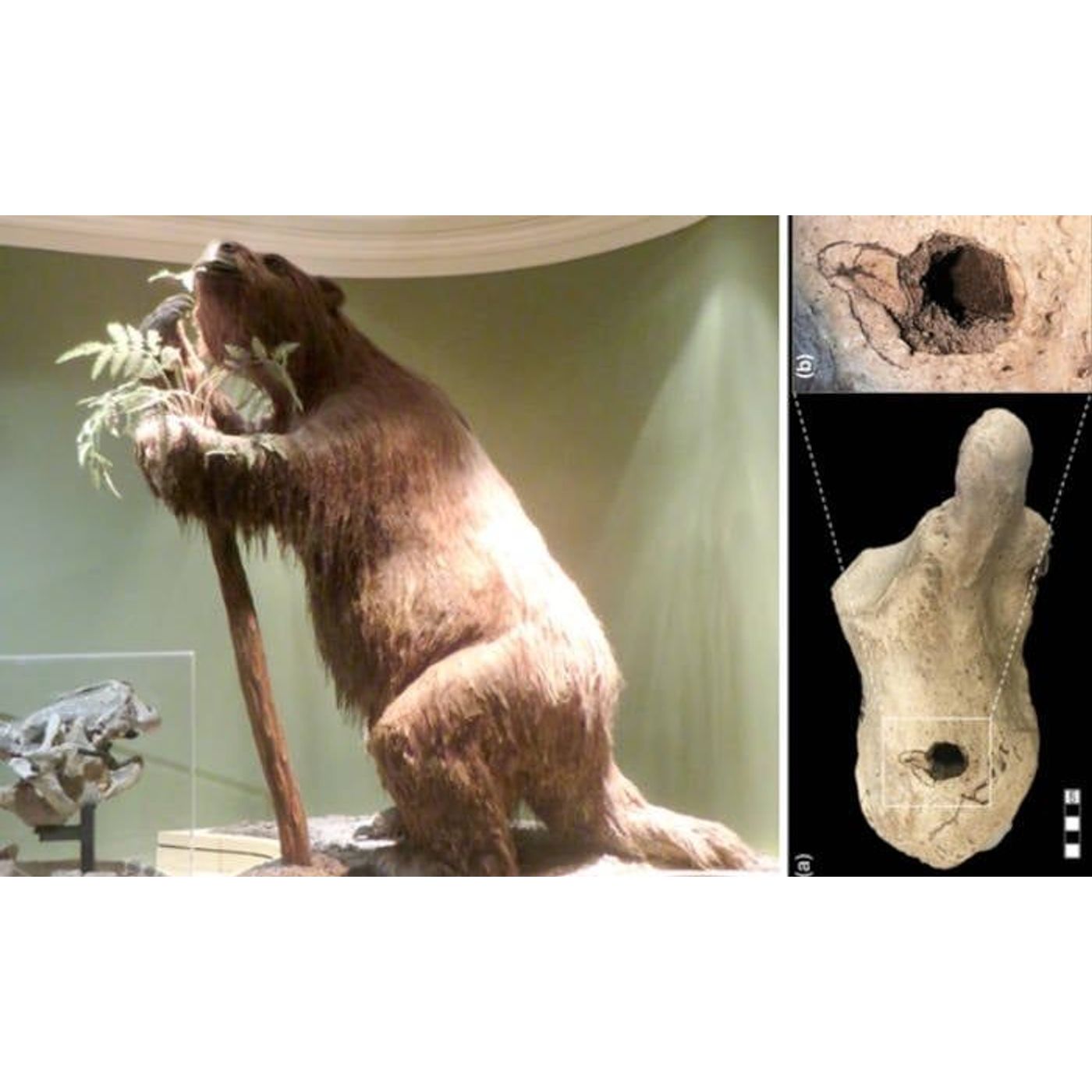Ancient Sloth Bone May Rewrite Human Arrival in South America | Ancient Origins