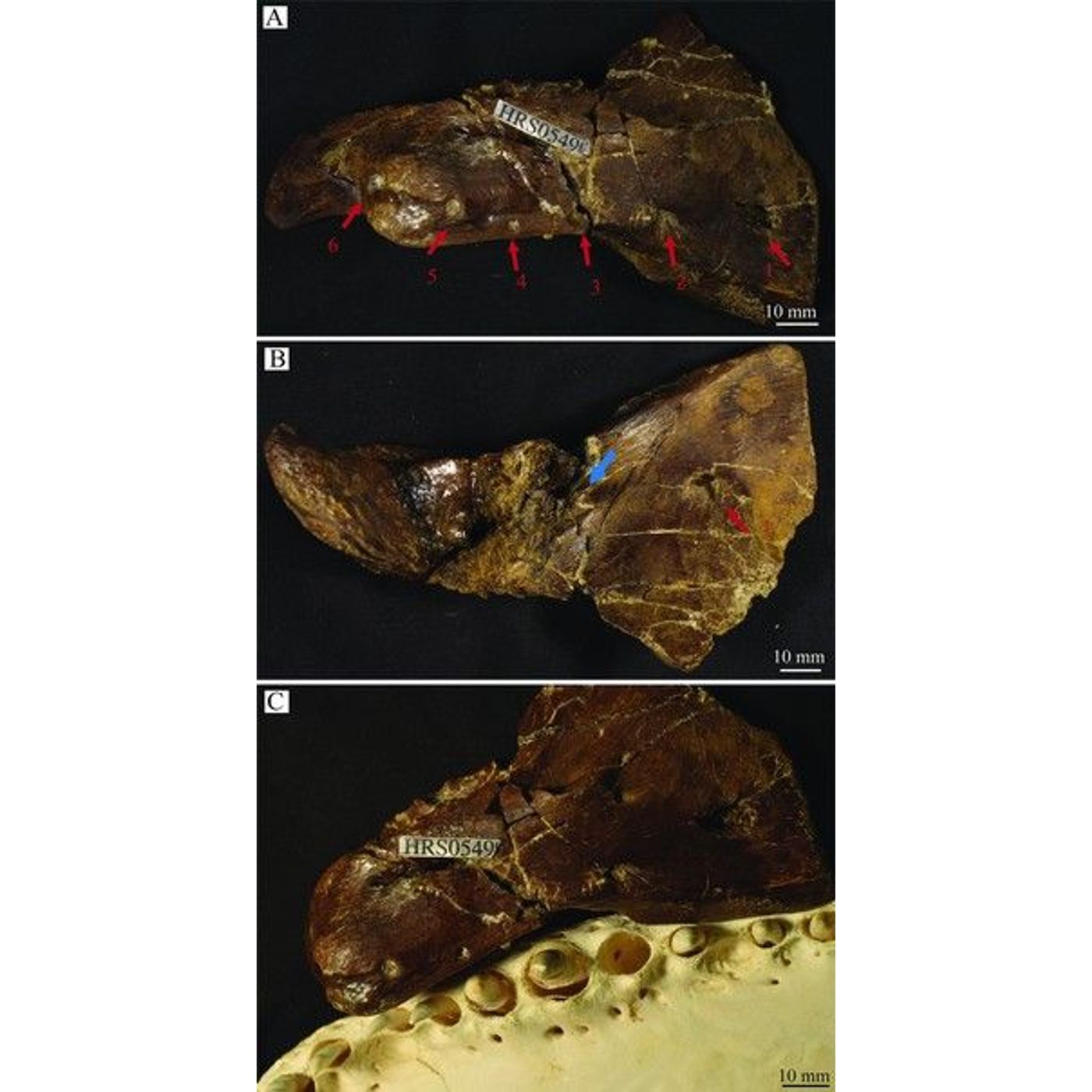 T. rex Tooth Marks Discovered on 66-Million-Year-Old Wyoming Fossils | Ancient Origins episode artwork