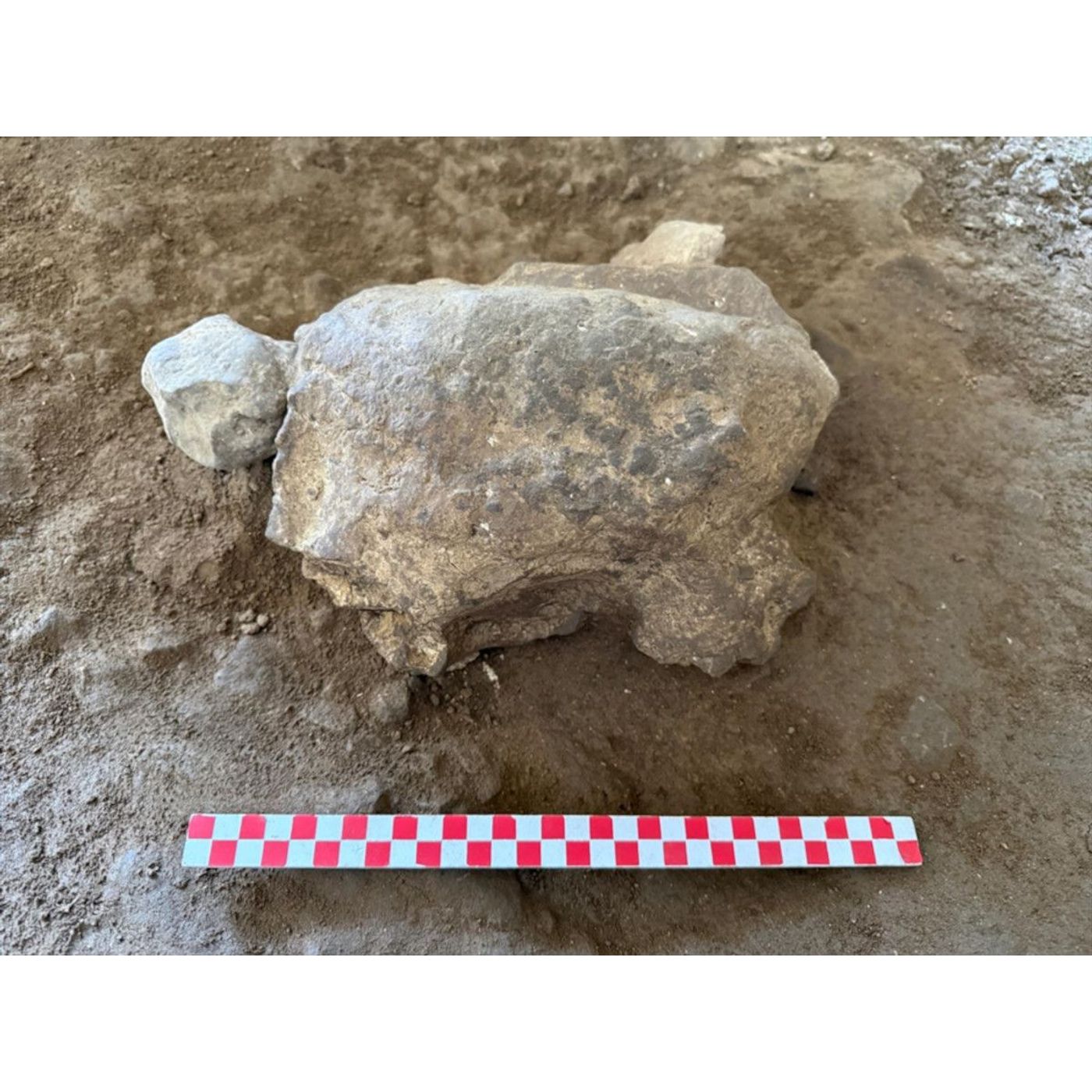 16,500-Year-Old Turtle Figurines Found in Turkish Cave | Ancient Origins episode artwork