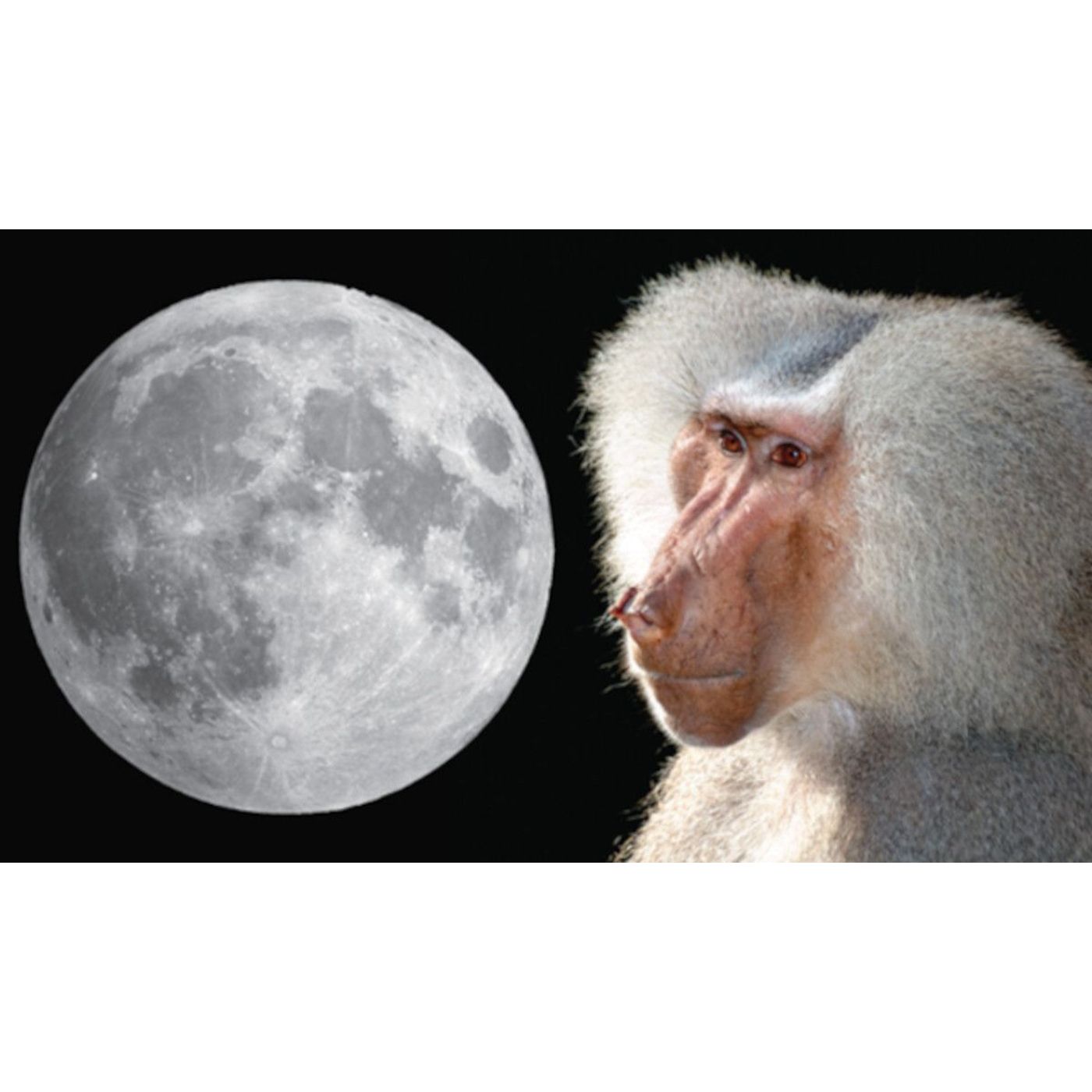 Moonlight Solves the Mystery of Thoth's Sacred Animals | Ancient Origins episode artwork
