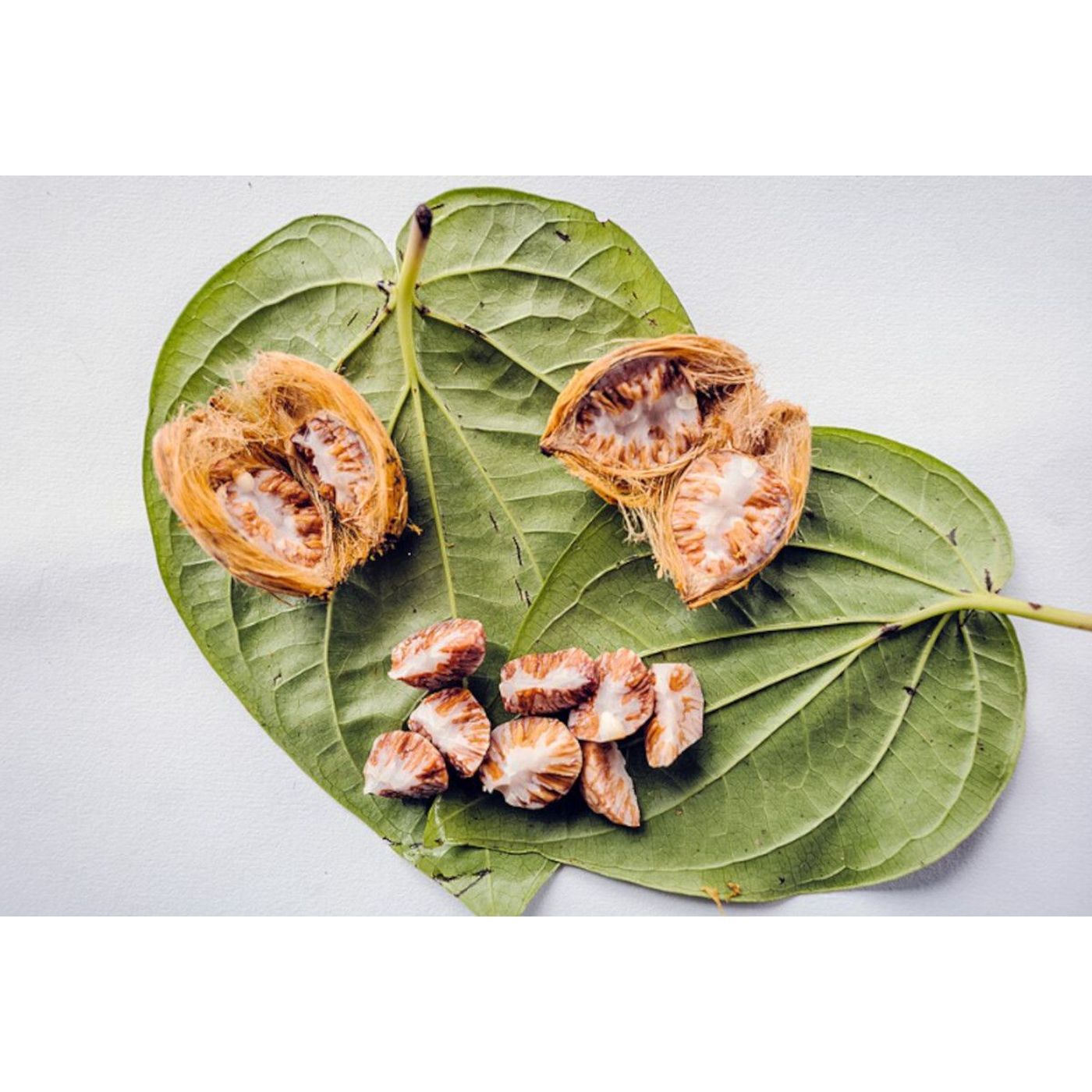 Ice Age Betel Nut Use May Be Humanity’s Oldest Drug Habit | Ancient Origins
