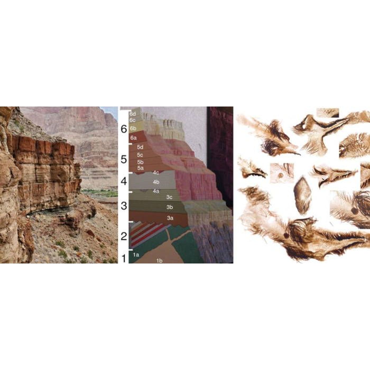 The Grand Canyon Was a 'Goldilocks Zone' For Evolution | Ancient Origins