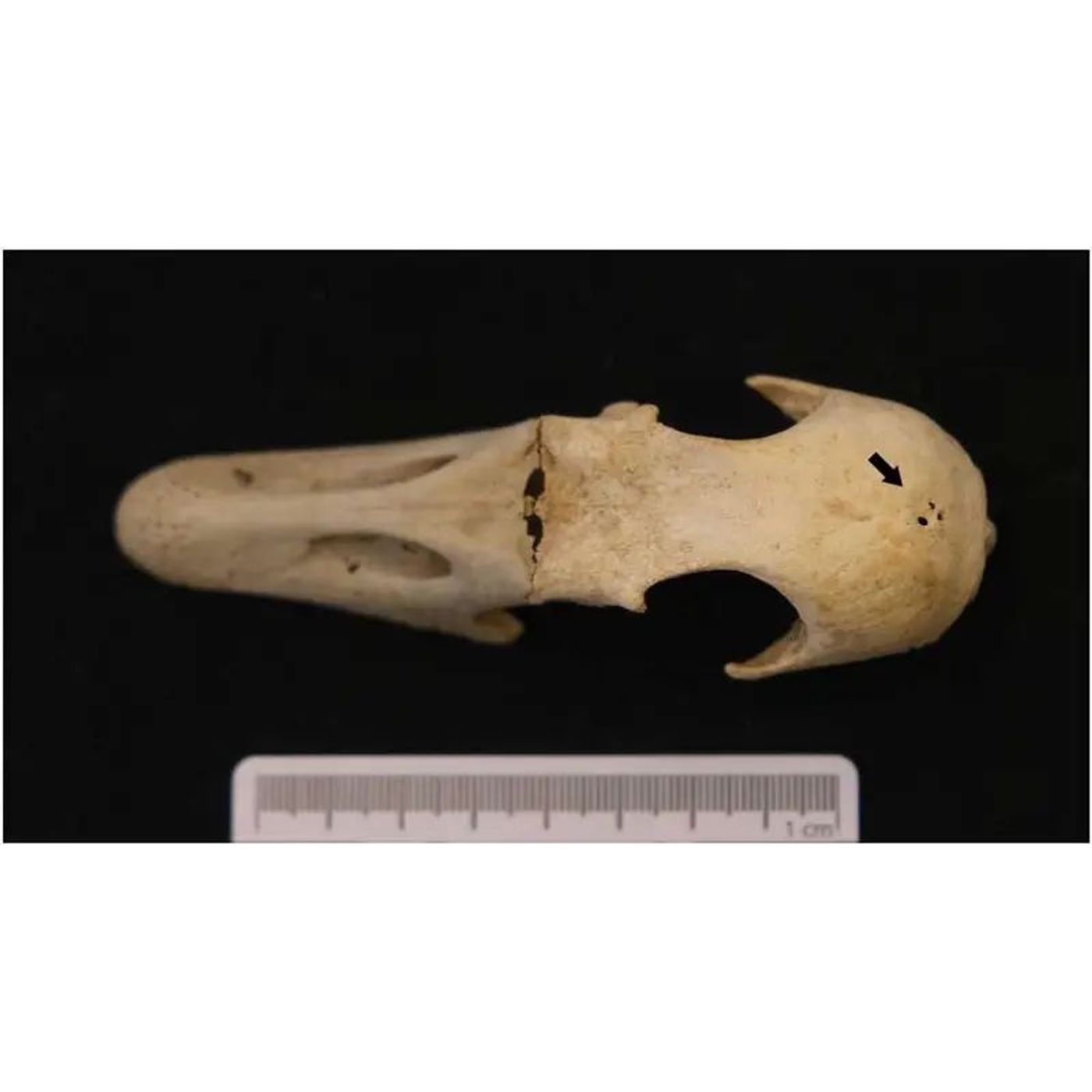 Archaeologists Found 17th-Century Rare Crested Goose Skulls in a German Latrine episode artwork