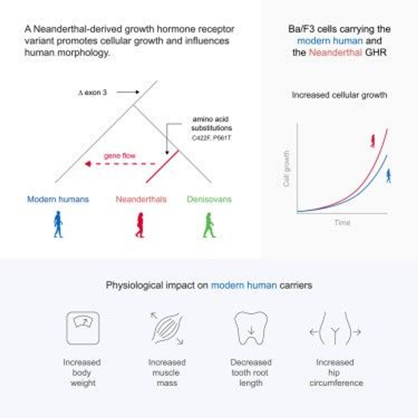 Neanderthal Growth Hormone Receptor Can Increase Muscle Mass in People , Today's Study Says | Ancient Origins episode artwork