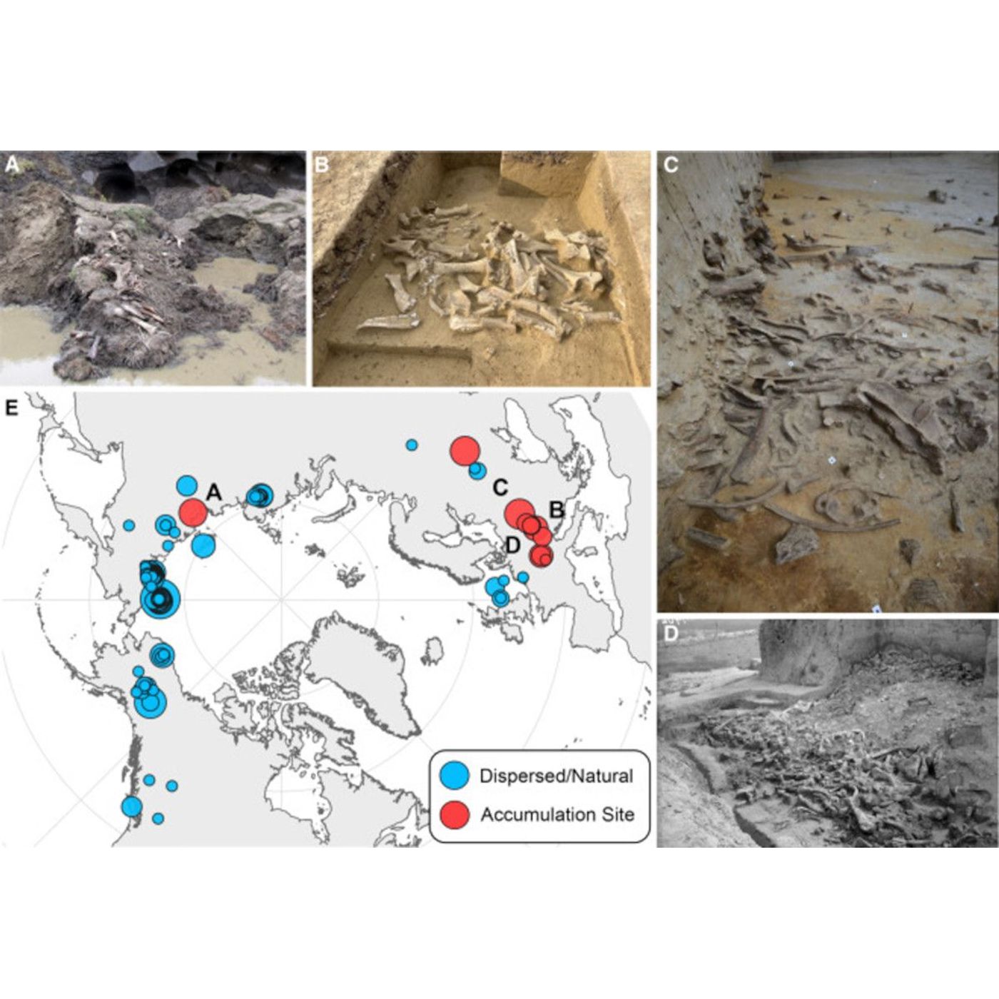 Female Woolly Mammoths Were Preferred Targets for Ice Age Hunters | Ancient Origins episode artwork