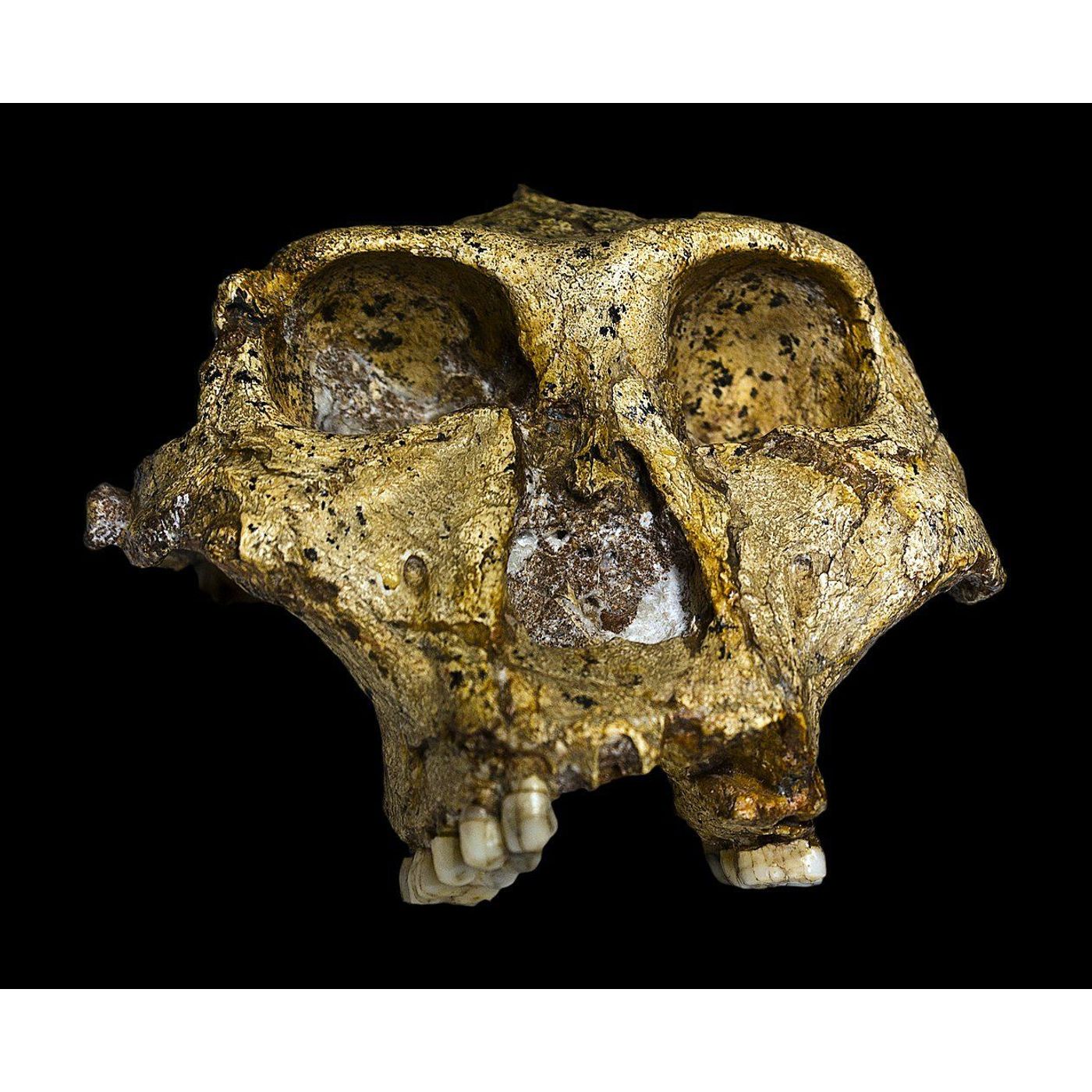 It's The Pits! 2.2 Million Year Old African Tooth Fossils Shed Light on Human Family Tree | Ancient Origins